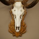 Corna di cervo rosso 6 punte Altezza 59 cm Corna di cervo Trofeo intagliato 70.1031