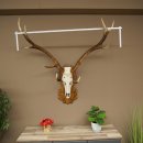 Corna di cervo rosso 6 punte Altezza 59 cm Corna di cervo...