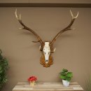 Corna di cervo rosso 6 punte Altezza 59 cm Corna di cervo Trofeo intagliato 70.1031