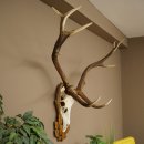 Corna di cervo rosso 6 punte Altezza 59 cm Corna di cervo Trofeo intagliato 70.1031