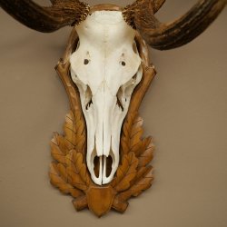 Corna di cervo rosso 6 punte Altezza 59 cm Corna di cervo Trofeo intagliato 70.1031