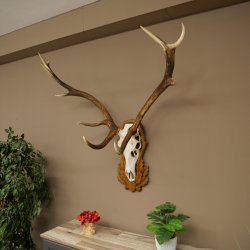 Corna di cervo rosso 6 punte Altezza 59 cm Corna di cervo Trofeo intagliato 70.1031