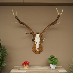 Corna di cervo rosso 6 punte Altezza 59 cm Corna di cervo Trofeo intagliato 70.1031