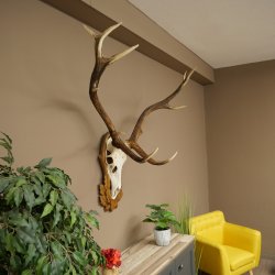 Corna di cervo rosso 6 punte Altezza 59 cm Corna di cervo Trofeo intagliato 70.1031