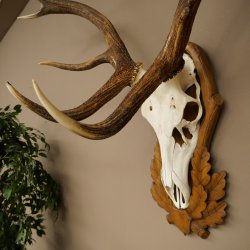 Corna di cervo rosso 6 punte Altezza 59 cm Corna di cervo Trofeo intagliato 70.1031