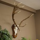 Roodhertengewei 6 eindhert hoogte 59 cm hertengewei gewei...