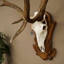 Roodhertengewei 6 eindhert hoogte 59 cm hertengewei gewei gesneden trofeeplaat 70.1031