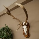 Roodhertengewei 6 eindhert hoogte 59 cm hertengewei gewei...