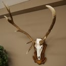 Roodhertengewei 6 eindhert hoogte 59 cm hertengewei gewei gesneden trofeeplaat 70.1031