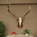 Roodhertengewei 6 eindhert hoogte 59 cm hertengewei gewei gesneden trofeeplaat 70.1031