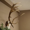 Roodhertengewei 6 eindhert hoogte 59 cm hertengewei gewei gesneden trofeeplaat 70.1031