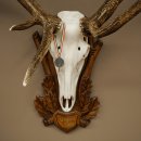 Roodhertengewei 6 eindhert hoogte 59 cm hertengewei gewei gesneden trofeeplaat 70.1031