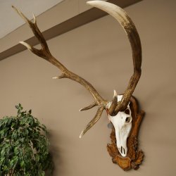 Roodhertengewei 6 eindhert hoogte 59 cm hertengewei gewei gesneden trofeeplaat 70.1031