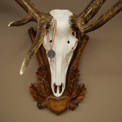 Roodhertengewei 6 eindhert hoogte 59 cm hertengewei gewei gesneden trofeeplaat 70.1031