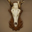 Rothirschgeweih 14 ender Hirsch Höhe 104 cm Hirschgeweih Geweih auf geschnitztem Trophäenschild #67