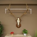 Corna di cervo rosso 6 punte Altezza 59 cm Corna di cervo...