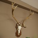 Rothirschgeweih 14 ender Hirsch Höhe 104 cm Hirschgeweih Geweih auf geschnitztem Trophäenschild #67