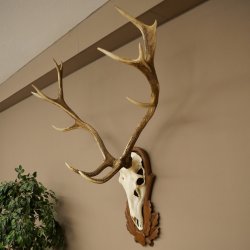 Rothirschgeweih 14 ender Hirsch Höhe 104 cm Hirschgeweih Geweih auf geschnitztem Trophäenschild #67