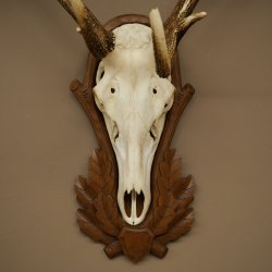 Rothirschgeweih 14 ender Hirsch Höhe 104 cm Hirschgeweih Geweih auf geschnitztem Trophäenschild #67