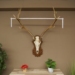 Rothirschgeweih 14 ender Hirsch Höhe 104 cm Hirschgeweih Geweih auf geschnitztem Trophäenschild #67