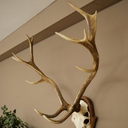 Rothirschgeweih 14 ender Hirsch Höhe 104 cm Hirschgeweih Geweih auf geschnitztem Trophäenschild #67