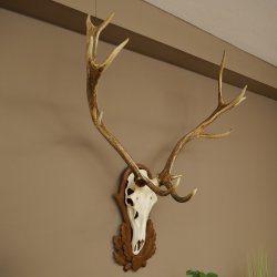 Rothirschgeweih 14 ender Hirsch Höhe 104 cm Hirschgeweih Geweih auf geschnitztem Trophäenschild #67