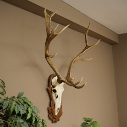 Rothirschgeweih 14 ender Hirsch Höhe 104 cm Hirschgeweih Geweih auf geschnitztem Trophäenschild #67