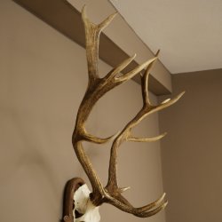 Rothirschgeweih 14 ender Hirsch Höhe 104 cm Hirschgeweih Geweih auf geschnitztem Trophäenschild #67