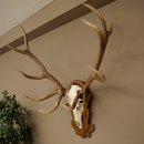 Cuernos de ciervo rojo 6 puntas Altura 59 cm Cuernos de...