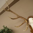 Cuernos de ciervo rojo 6 puntas Altura 59 cm Cuernos de ciervo Cuernos tallados con placa de trofeo 70.1031