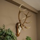 Cuernos de ciervo rojo 6 puntas Altura 59 cm Cuernos de...