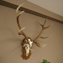 Cuernos de ciervo rojo 6 puntas Altura 59 cm Cuernos de ciervo Cuernos tallados con placa de trofeo 70.1031