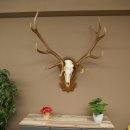 Cuernos de ciervo rojo 6 puntas Altura 59 cm Cuernos de ciervo Cuernos tallados con placa de trofeo 70.1031