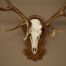 Cuernos de ciervo rojo 6 puntas Altura 59 cm Cuernos de ciervo Cuernos tallados con placa de trofeo 70.1031