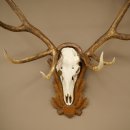 Cuernos de ciervo rojo 6 puntas Altura 59 cm Cuernos de ciervo Cuernos tallados con placa de trofeo 70.1031