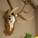 Cuernos de ciervo rojo 6 puntas Altura 59 cm Cuernos de ciervo Cuernos tallados con placa de trofeo 70.1031