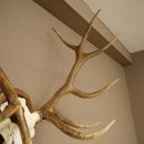 Cuernos de ciervo rojo 6 puntas Altura 59 cm Cuernos de ciervo Cuernos tallados con placa de trofeo 70.1031