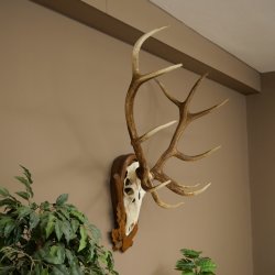 Cuernos de ciervo rojo 6 puntas Altura 59 cm Cuernos de ciervo Cuernos tallados con placa de trofeo 70.1031