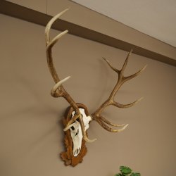 Cuernos de ciervo rojo 6 puntas Altura 59 cm Cuernos de ciervo Cuernos tallados con placa de trofeo 70.1031
