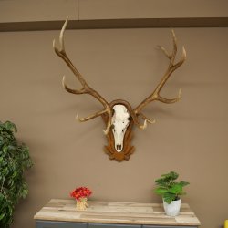 Cuernos de ciervo rojo 6 puntas Altura 59 cm Cuernos de ciervo Cuernos tallados con placa de trofeo 70.1031