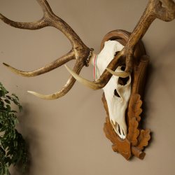 Cuernos de ciervo rojo 6 puntas Altura 59 cm Cuernos de ciervo Cuernos tallados con placa de trofeo 70.1031