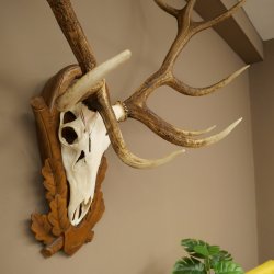 Cuernos de ciervo rojo 6 puntas Altura 59 cm Cuernos de ciervo Cuernos tallados con placa de trofeo 70.1031