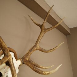 Cuernos de ciervo rojo 6 puntas Altura 59 cm Cuernos de ciervo Cuernos tallados con placa de trofeo 70.1031