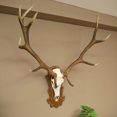 Cuernos de ciervo rojo 6 puntas Altura 59 cm Cuernos de ciervo Cuernos tallados con placa de trofeo 70.1031