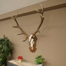 Cuernos de ciervo rojo 6 puntas Altura 59 cm Cuernos de ciervo Cuernos tallados con placa de trofeo 70.1031