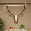 Cuernos de ciervo rojo 6 puntas Altura 59 cm Cuernos de...