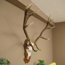 Cuernos de ciervo rojo 6 puntas Altura 59 cm Cuernos de ciervo Cuernos tallados con placa de trofeo 70.1031