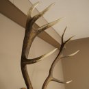 Cuernos de ciervo rojo 6 puntas Altura 59 cm Cuernos de ciervo Cuernos tallados con placa de trofeo 70.1031