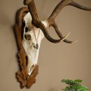 Cuernos de ciervo rojo 6 puntas Altura 59 cm Cuernos de ciervo Cuernos tallados con placa de trofeo 70.1031