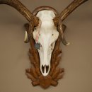 Cuernos de ciervo rojo 6 puntas Altura 59 cm Cuernos de ciervo Cuernos tallados con placa de trofeo 70.1031